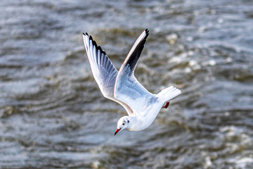 seagull in flight