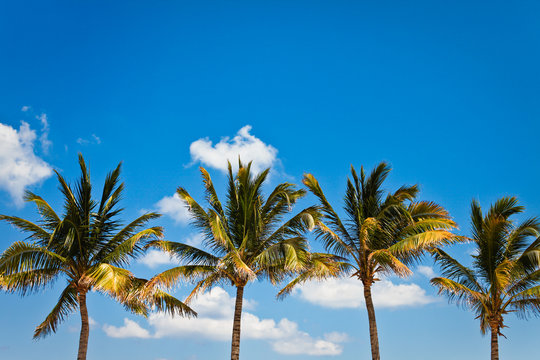 A Line of Palms on a Tropical Beach at a Luxury Resort with negative space for type
