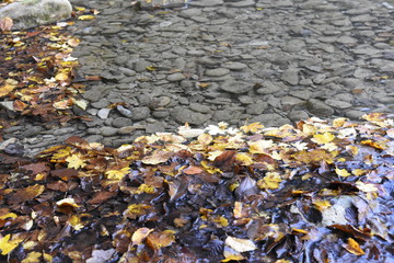 foglie in acqua