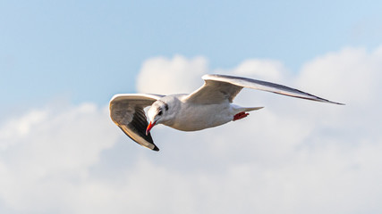 seagull in flight