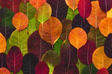 Fotobehang Kleurrijke achtergrond gemaakt van gevallen herfstbladeren. © Olena Bloshchynska