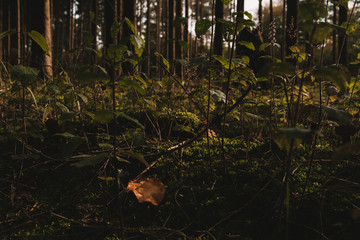 Wald