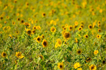 Sonnenblumenfeld