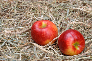 Ripe red apples on the hay.