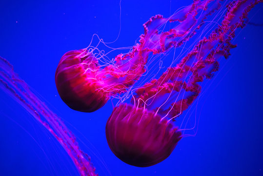Meduza Images – Browse 1,169 Stock Photos, Vectors, and Video | Adobe Stock