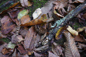 foglie d'autunno