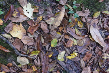 foglie d'autunno