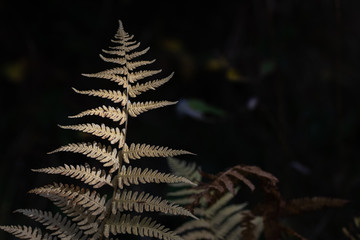 yellow fern leave shining in the sunlight with dark black background