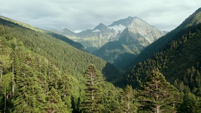 Mountain terrain landscape, deep pine fir forest and highest mountain Tzahvoa with glacier and rocky peak; aerial view, drone flying between trees close to crones; overcast sky, Caucasus national park