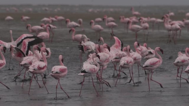 Close up of Greater & Lesser Flamingos flying and wading - Namibia, Africa