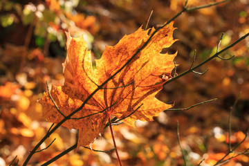 yellow autumn leaves