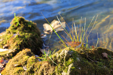 moss on the rocks at river