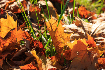 autumn leaves on ground
