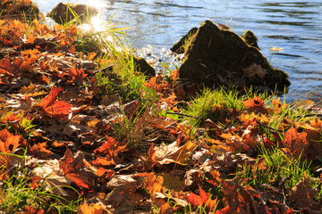autumn leaves on lake