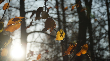 Jesienny poranek w parku © Damian