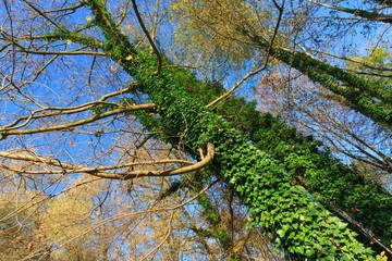 tree in forest with ivy
