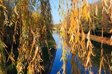 reeds in the lake