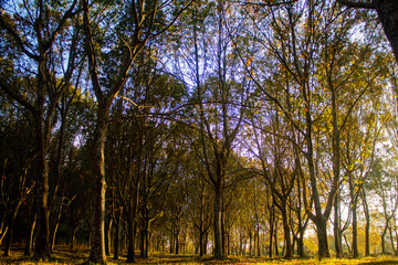 Fototapeta premium A forest in autumn
