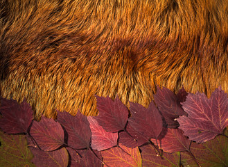 golden fox fur fabric texture with red autumn leafs over surface