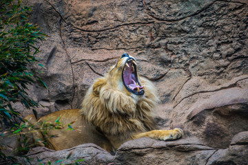 Lew © Katarzyna Judycka