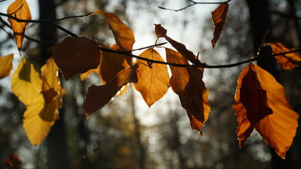 Jesienny_Poranek © Damian