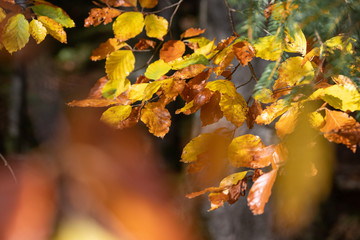 vibrant coloured red and yellow leaves in fall sunlight and shiny