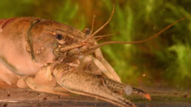 Crayfish or European Crayfish (Astacus astacus), close-up, soft focus