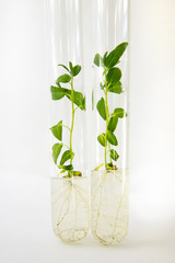 Close-up view to cloned micro plants in test tubes with nutrient medium. Micro propagation...