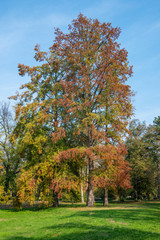 Naklejka premium Novi Sad, Serbia - October 28, 2019: A beautiful park (Futoški park: serbian) in Novi Sad, Serbia in autumn.