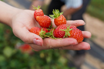 Fraises dans une main