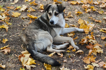 Homeless dog
