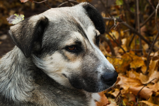 Outbred Outbred Billeder – Gennemse 6,734 stockfotos, vektorer og videoer ...