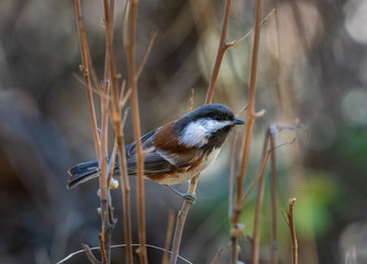 A chestnut backed chickadee in the Oregon grasslands © John Yunker