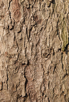 Old natural tree bark for graphic design or wallpapers. Abstract texture background.