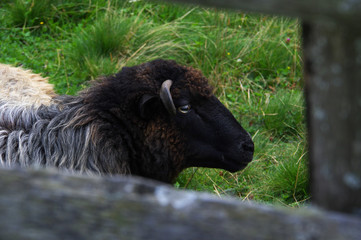 portrait of black sheep behind the fence