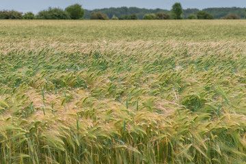 Rye, Secale cereale. Young rye seedlings growing in the field. Background