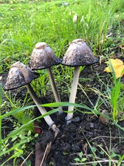 fall mushrooms in the grass