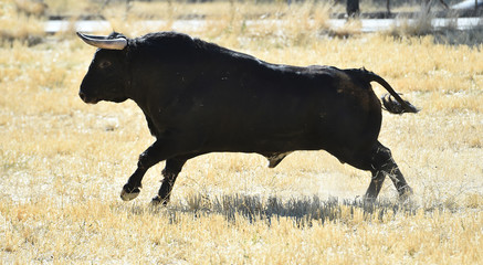 toro negro español en un espectaculo de toreo