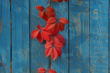 red leaves of a plant on blue wooden boards of a fence