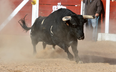 toro negro corriendo en una plaza de toros