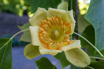Flower of tulip tree (Liriodendron tulipifera) or tulip poplar in summer in Germany, closeup and top view