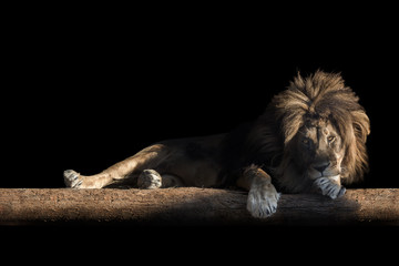 Obraz na płótnie Canvas lion lies on a log, isolate on a black background, copy space