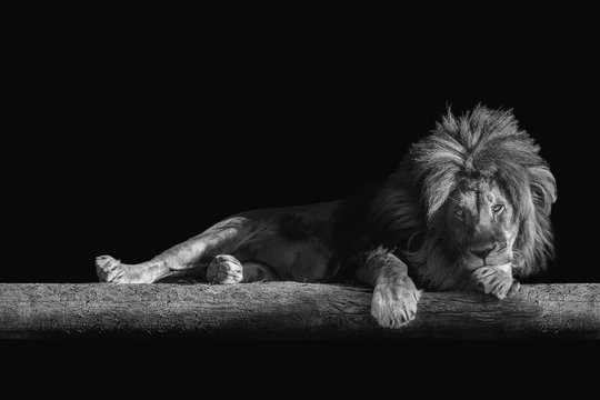 lion lies on a log, isolate on a black background, copy space
