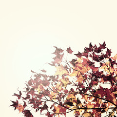 Branch of Japanese maple leaf.Beautiful autumn landscape background,selective focus and soft pastel color toned.