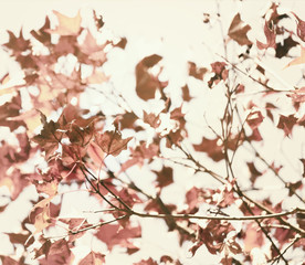 Branch of Japanese maple leaf.Beautiful autumn landscape background,selective focus and soft pastel color toned.