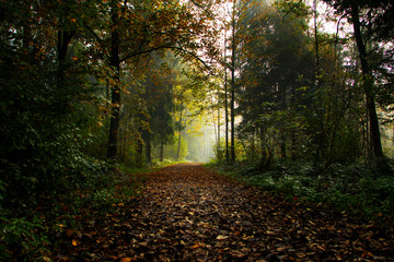 Fototapeta premium Sunrays glowing during sunrise after a foggy night in the forrest