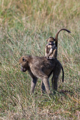 Chacma Baboon - Okavango Delta - Botswana