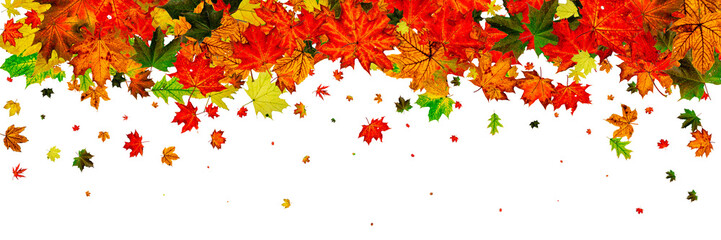 Leaves isolated. Autumn leaf pattern. Season falling leaves back