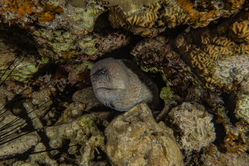 Moray eel Mooray lycodontis undulatus in the Red Sea, eilat israel
