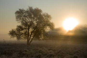 Naklejka na ściany i meble Tree against the background of the morning autumn sky, morning fog and haze above the ground